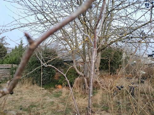 Foto - Grundst&uuml;ck zur Miete in Hannover