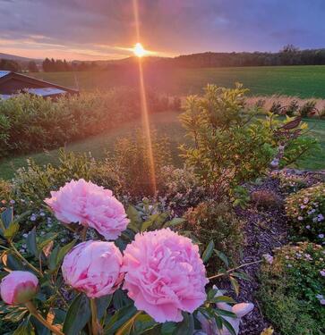 Foto - Einfamilienhaus in Buchholz zur Miete