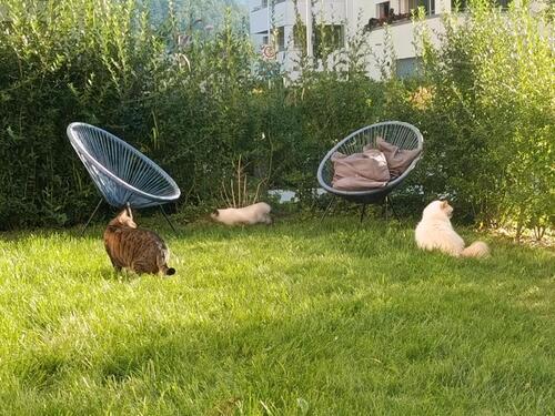 Foto - Erdgeschoßwohnung in Freiburg im Breisgau zur Miete