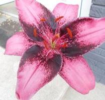 Apartment mit Balkon zu sofort zu vermieten - Osnabrück