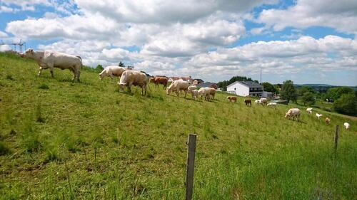 Foto - Grundstück in Dresden