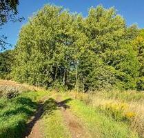 AUKTION: rd. 0,3 ha Waldfläche - 1.500,00 EUR Kaltmiete, ca.  0,00 m² in Neukirch/Lausitz (PLZ: 01904)