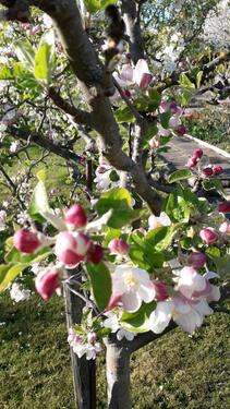 Foto - Kleingartenparzelle - 4.500,00&nbsp;EUR Kaltmiete, ca.&nbsp; 0,00&nbsp;m&sup2;