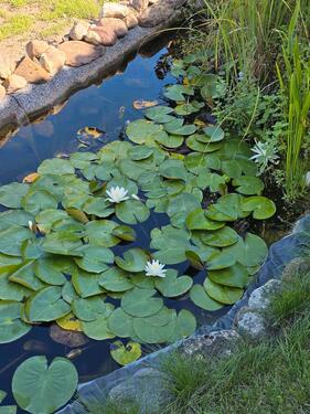 Foto - Grundst&uuml;ck zur Miete in Neubrandenburg