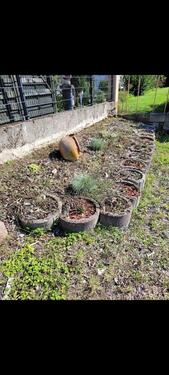 Foto - Grundstück in Mülheim-Kärlich zur Miete