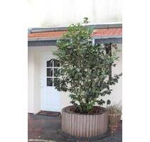 Hochwertiges Haus Wohnung in zentraler Lage von Heidmühle - Schortens