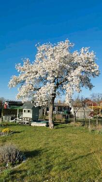 Foto - Kleingartenparzelle im KGV Zum Hasen e. V. abzugeben