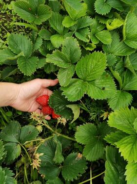Foto - Grundst&uuml;ck zur Miete in Leipzig
