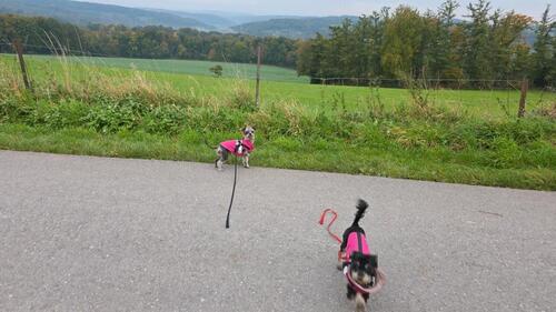 Foto - WG Zimmer zu vermieten direkter Zugang zum Garten