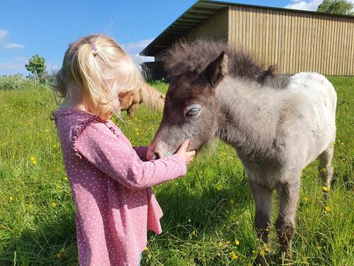 Foto - Ferienwohnung Ostsee Urlaub Bauernhof Reiten Tiere Pferde