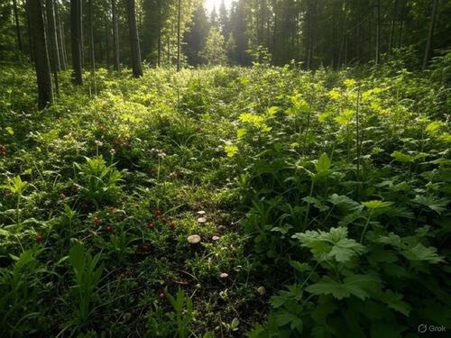 Foto - Erster Monat kostenlos! Idyllisch & Naturbelassen: Waldgrundstück nahe Baden-Baden (Forbach)