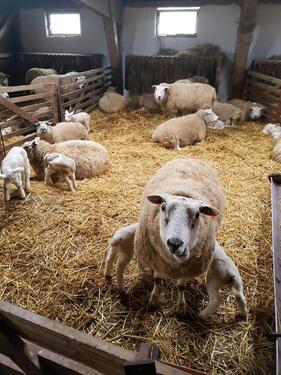 Foto - Ab 19.04. noch frei, Ferienwohnung 1-4 P, Nordsee, Carolinensiel