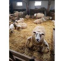 Ab 19.04. noch frei, Ferienwohnung 1-4 P, Nordsee, Carolinensiel - Wangerland