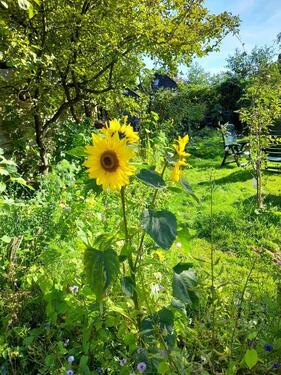 Foto - zahle monatlich 500 Euro f. WG Zimmer ab 10 m2 o. kl. Wohnung