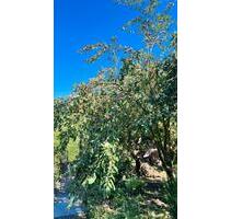 Grundstücke, garten. - 1.500,00&nbsp;EUR Kaltmiete, ca.&nbsp; 0,00&nbsp;m&sup2; in Erfurt (PLZ: 99091) Gispersleben