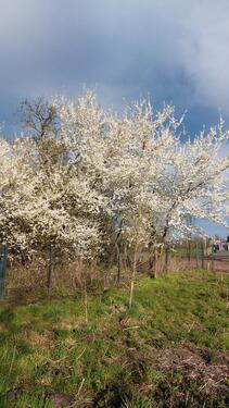 Foto - 3 Zimmer Einfamilienhaus zum Kaufen in Parchim
