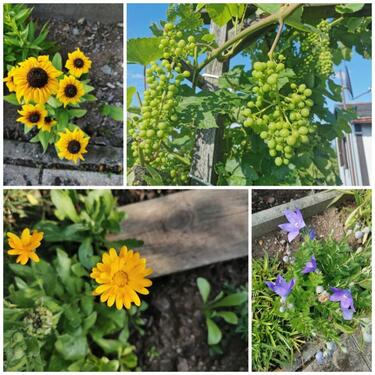 Foto - Grundstück zur Miete in Bannewitz