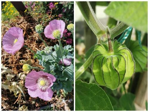 Foto - Grundstück in Bannewitz