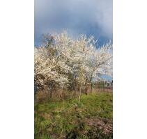 Schwedenhaus 115qm - Grundstück 1940 qm - Einfamilienhaus Bj.2021 - Plau am See