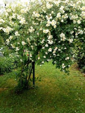 Foto - Einfamilienhaus in Kassel zum Kaufen