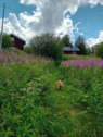 Foto - 