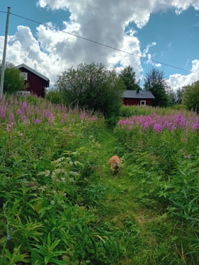 Foto - 