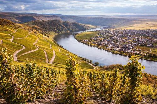 Foto - Ferienwohnung Weingarten in Piesport an der Mosel