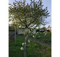 Kleingarten Rostock-Südstadt - 2.900,00&nbsp;EUR Kaltmiete, ca.&nbsp; 0,00&nbsp;m&sup2; in Papendorf (PLZ: 18059)