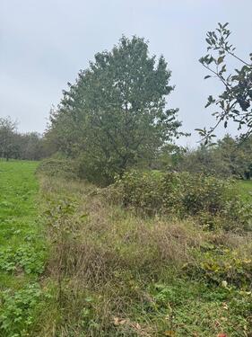 Foto - Grundstück in Reutlingen zur Miete