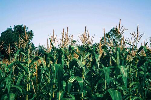 Foto - Acker, Ackerfläche, landwirtschaftliches Grundstück