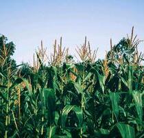 Acker, Ackerfläche, landwirtschaftliches Grundstück - Haarbach