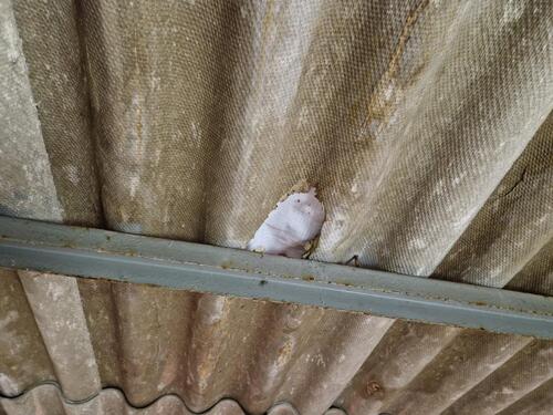 Foto - andere in Papendorf