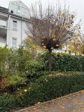 Foto - 2 Zimmer Wohnung in Lörrach Tumringen