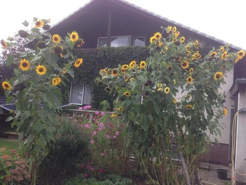 Foto - 3 Zi. DG-Wohnung in NaumburgElbenberg