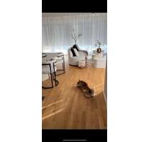 Moderne 2 Zimmer Wohnung in Ransbach-Baumbach