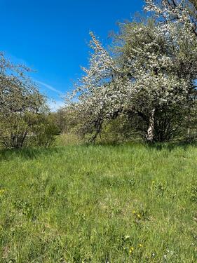 Foto - Grundst&uuml;ck in Frickingen