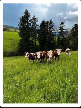 Foto - andere zur Miete in Zell am Harmersbach