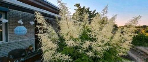 Foto - Grundst&uuml;ck in Papendorf