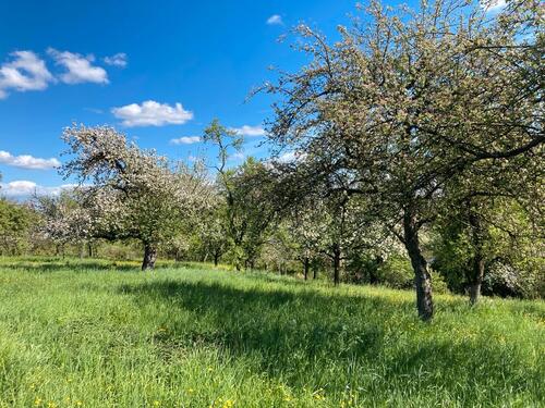 Foto - Baumgrundstück Landkreis Ludwigsburg