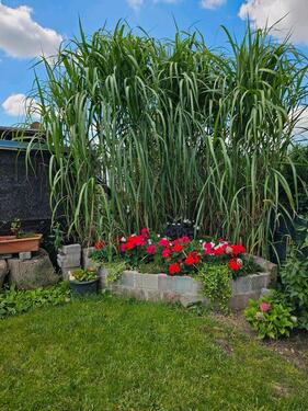 Foto - Grundst&uuml;ck in Bergen auf Rügen zur Miete