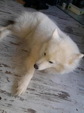 Foto - Erdgeschoßwohnung in Kierspe zur Miete