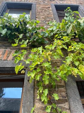 Foto - Provisionsfrei-Liebevoll restauriertes Naturstein-Winzerhaus