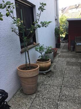Foto - 2.5 Zimmer Terrassenwohnung in Worms
