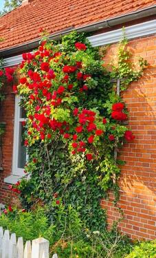 Foto - 7 Zimmer Einfamilienhaus zum Kaufen in Rhauderfehn