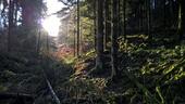 Foto - klimafreundlicher Urlaub das ganze Jahr im eigenen Wald 17min. v. Köln-Ost