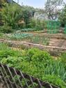 Foto - Kleingarten abzugeben. - 5.000,00&nbsp;EUR Kaltmiete, ca.&nbsp; 0,00&nbsp;m&sup2;