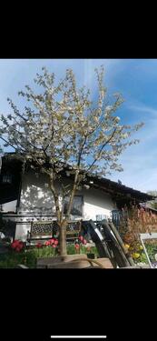 Foto - Mehrfamilienhaus, Wohnhaus in Bad Liebenzell zum Kaufen