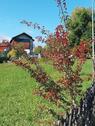 Foto - Vermietetes Hotelapartment mit Gartenzugang in Viechtach