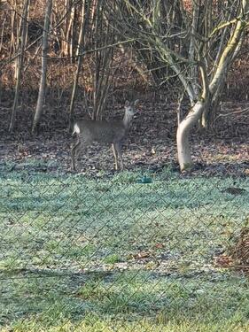 Foto - Zweifamilienhaus zu verkaufen - 485.000,00&nbsp;EUR Kaufpreis, ca.&nbsp; 240,00&nbsp;m&sup2;