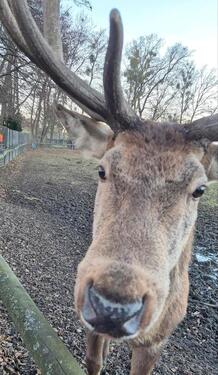 Foto - Kuschelige Ferienwohnung Harz Torfhaus St Andreasberg Braunlage